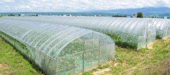 Cultivo protegido